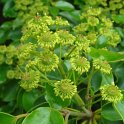 Trochodendron aralioides fleur